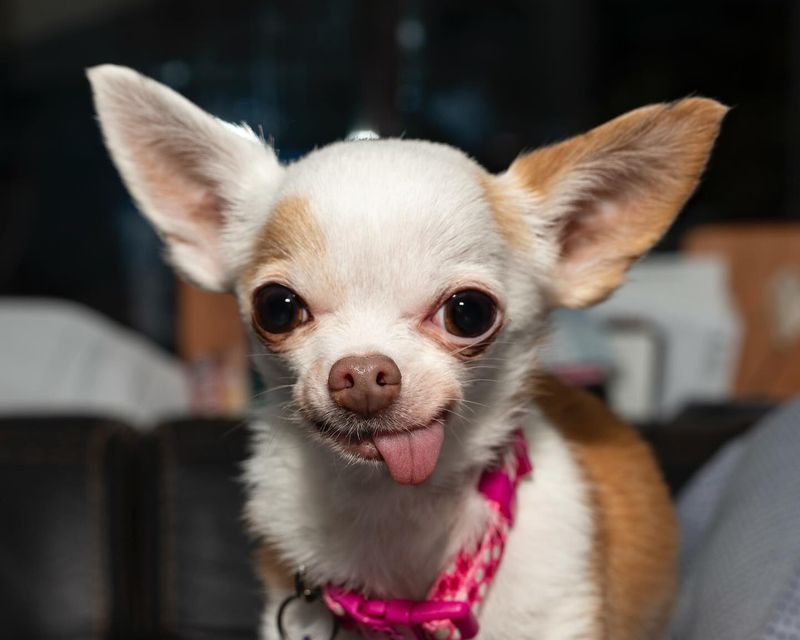 Chihuahua