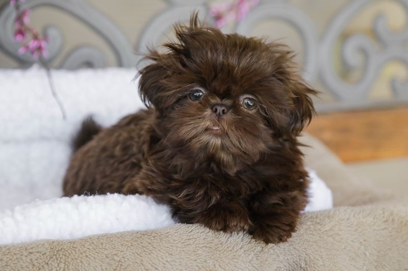 Shih Tzu