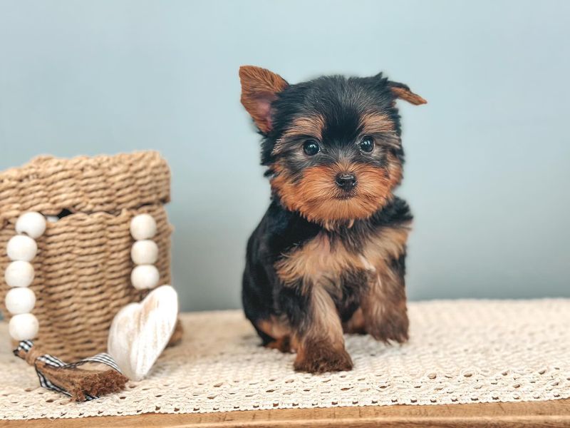 Yorkshire Terrier
