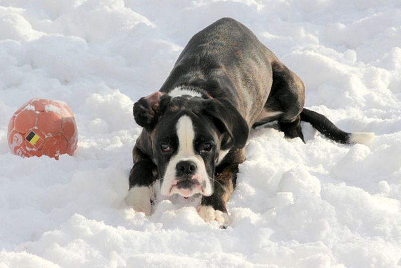 Boxer