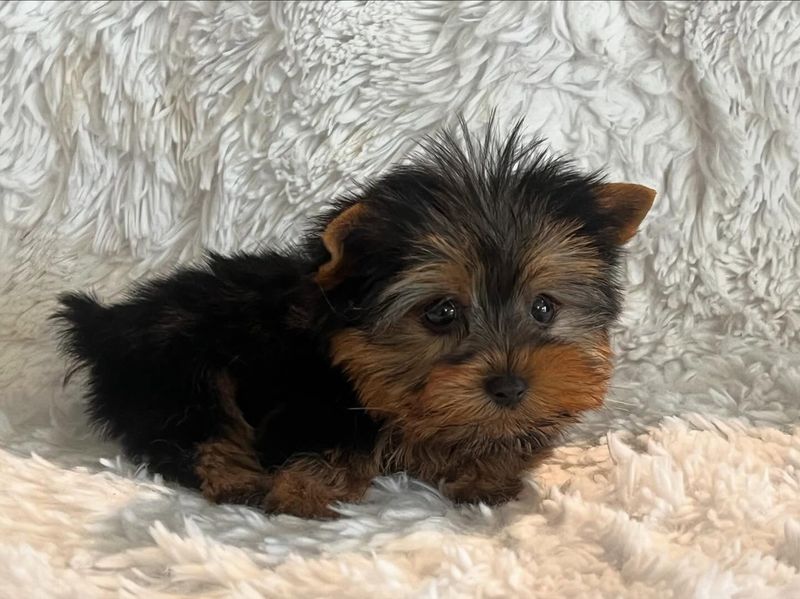Yorkshire Terrier