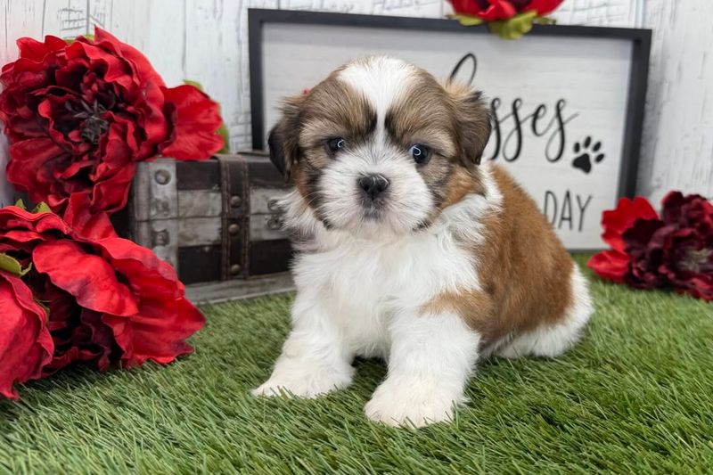 Shih Tzu
