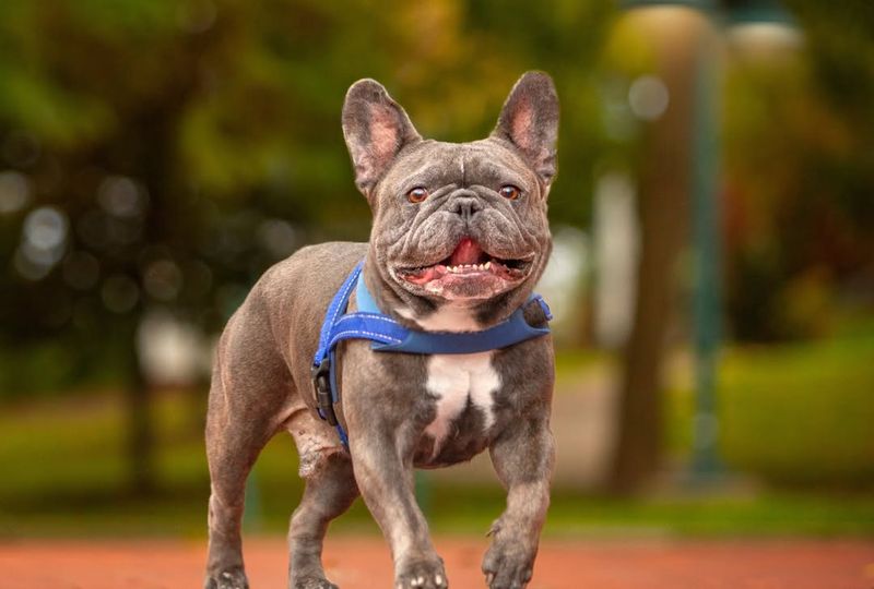 French Bulldog