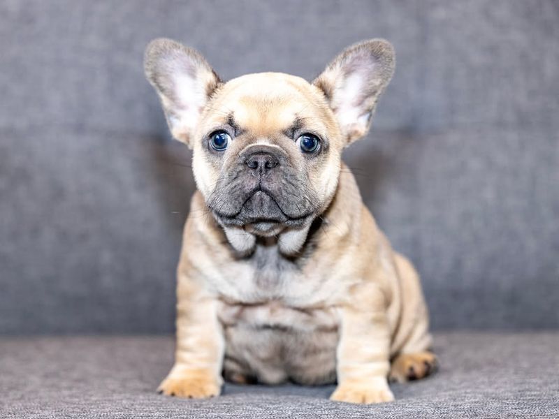 French Bulldog