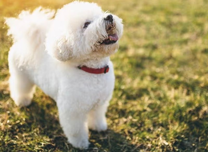 Bichon Frise
