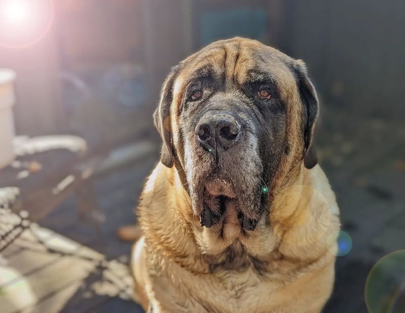 Mastiff