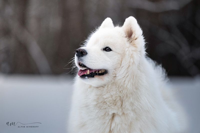 Samoyed