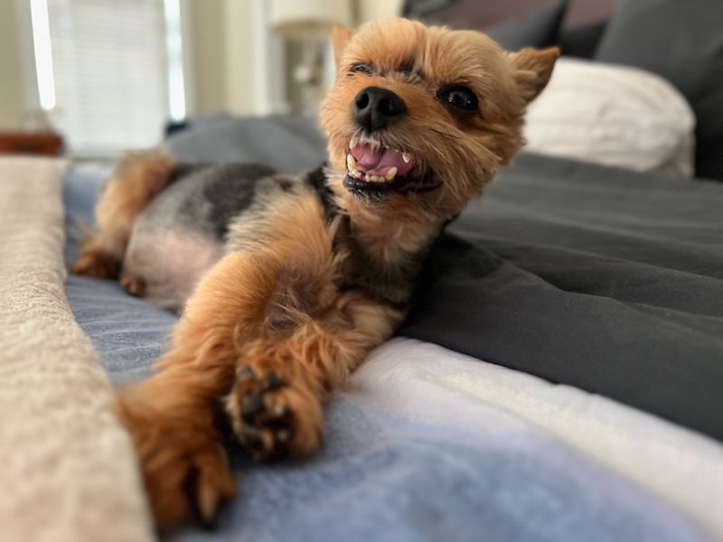 Yorkshire Terrier