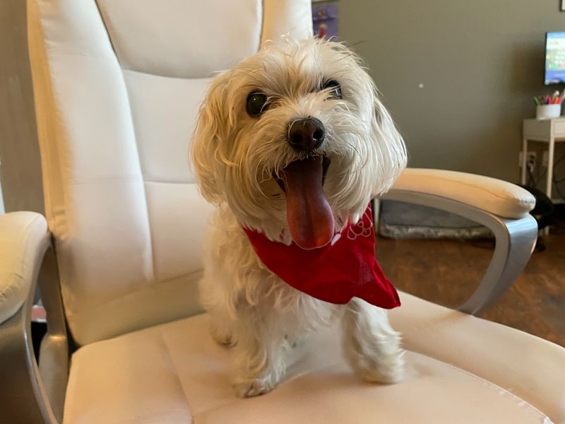 Maltese