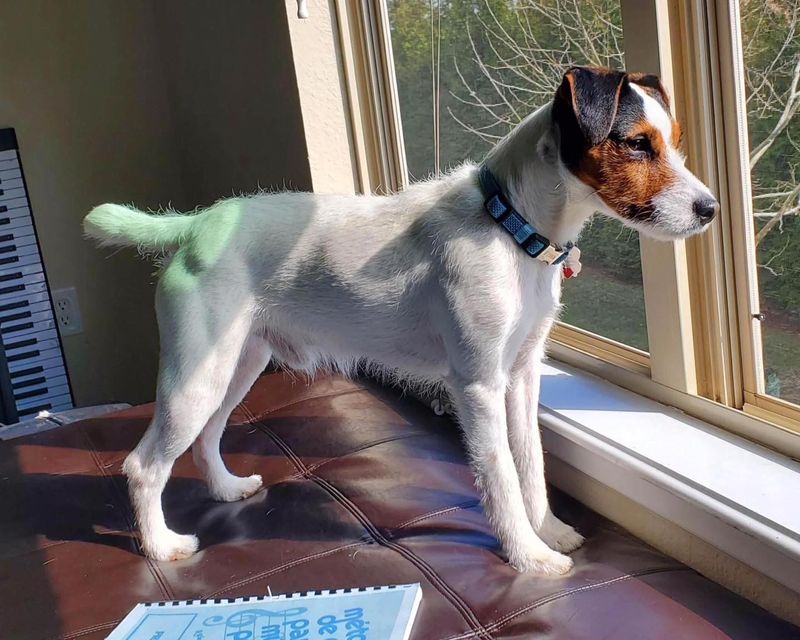 Jack Russell Terrier