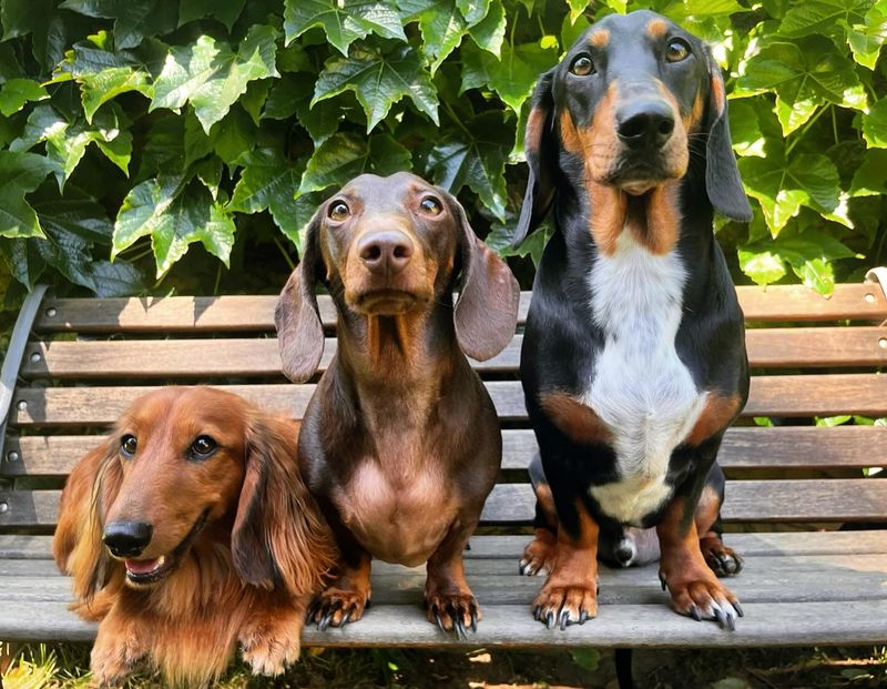 Dachshund