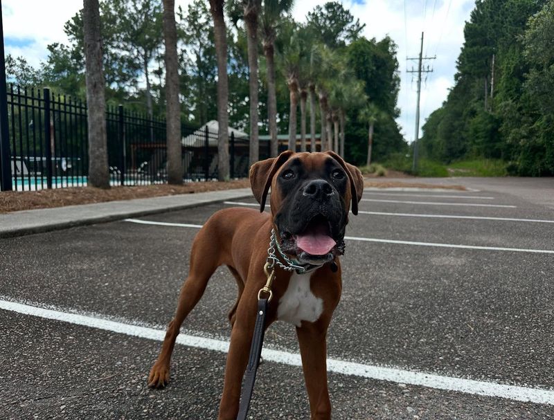 Boxer