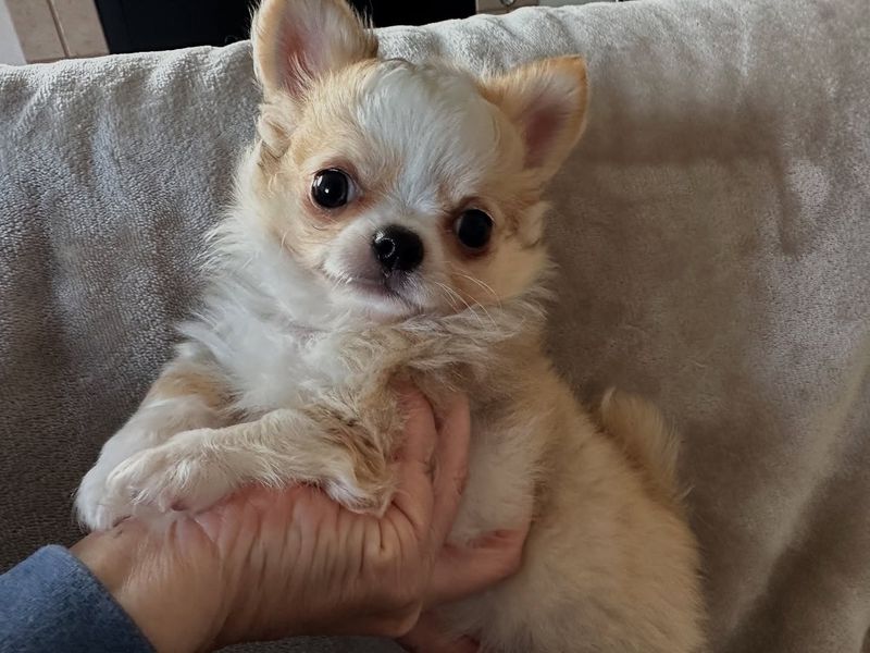 Chihuahua