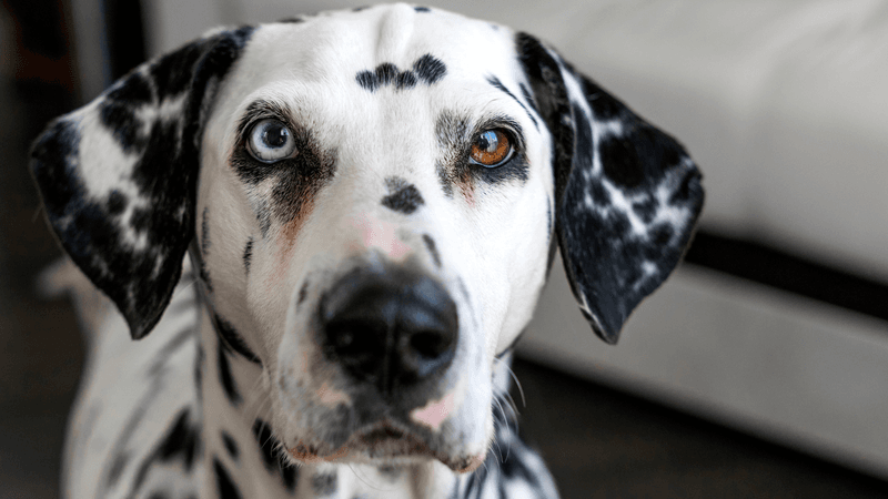 Dalmatian