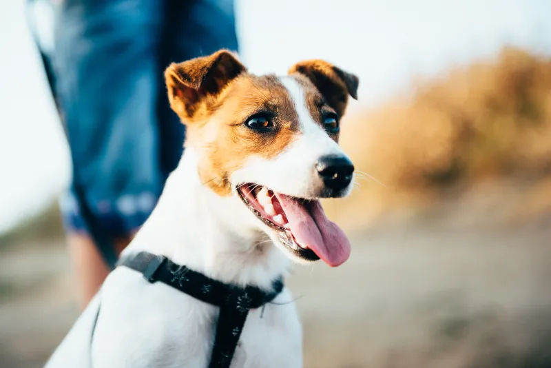 Jack Russell Terrier