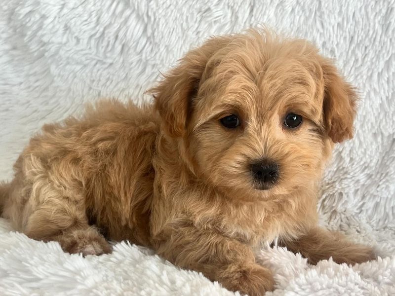Maltipoo