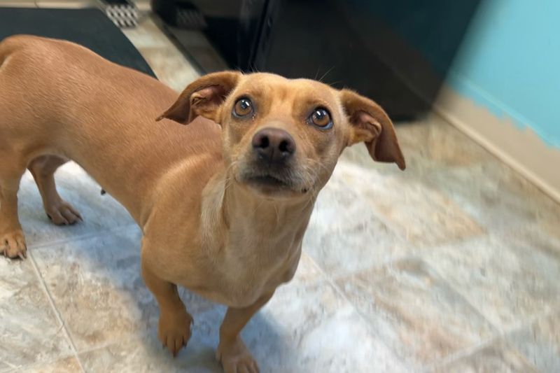 Chiweenie