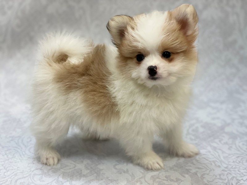 Maltipom