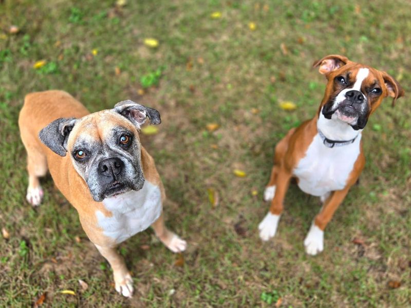 Boxer