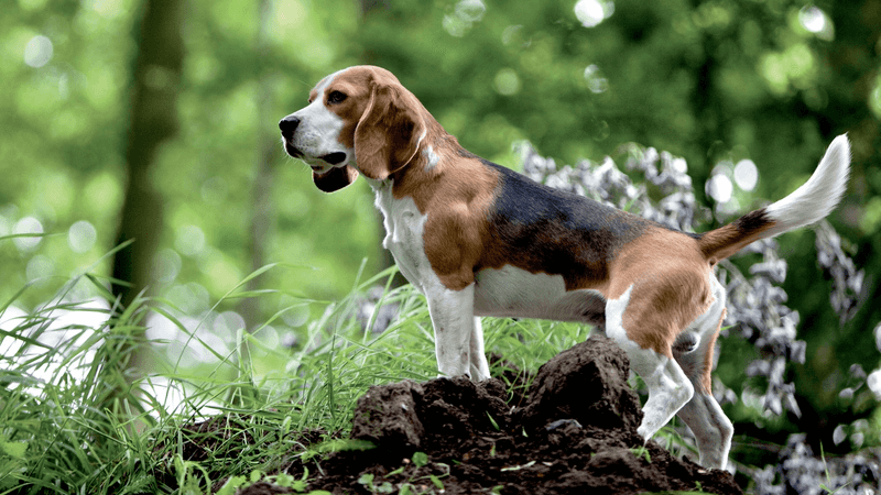 Beagle