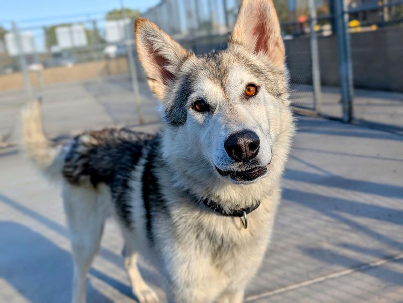 Siberian Husky