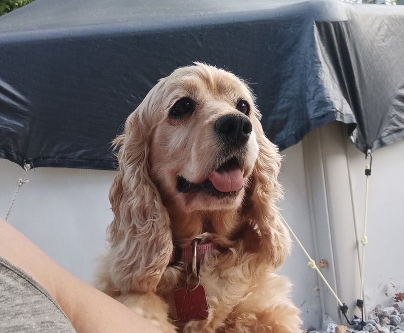 Cocker Spaniel