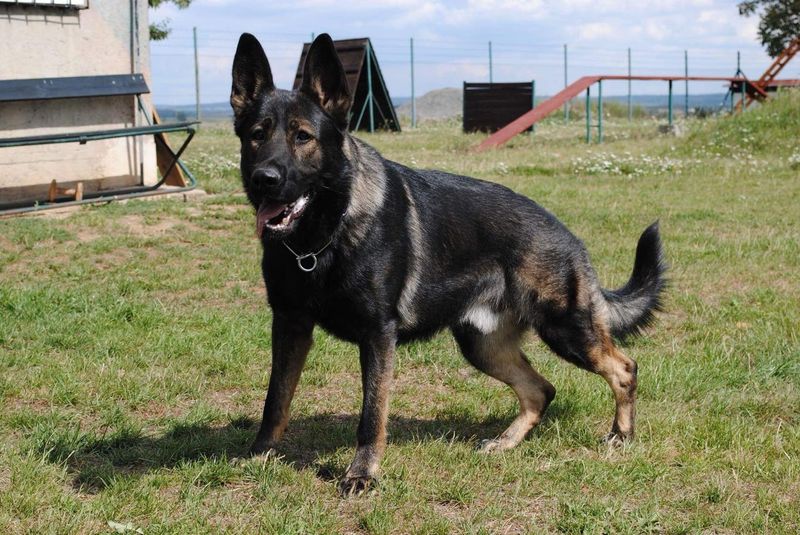 German Shepherd