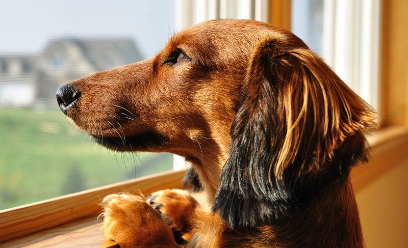 Dachshund