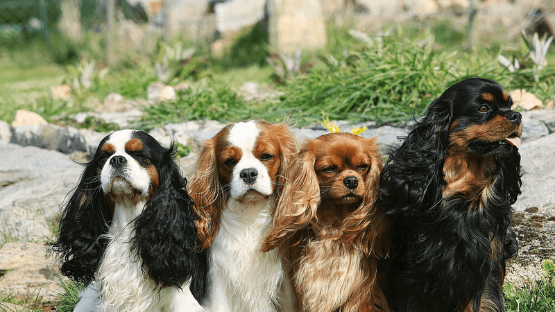 Cavalier King Charles Spaniel