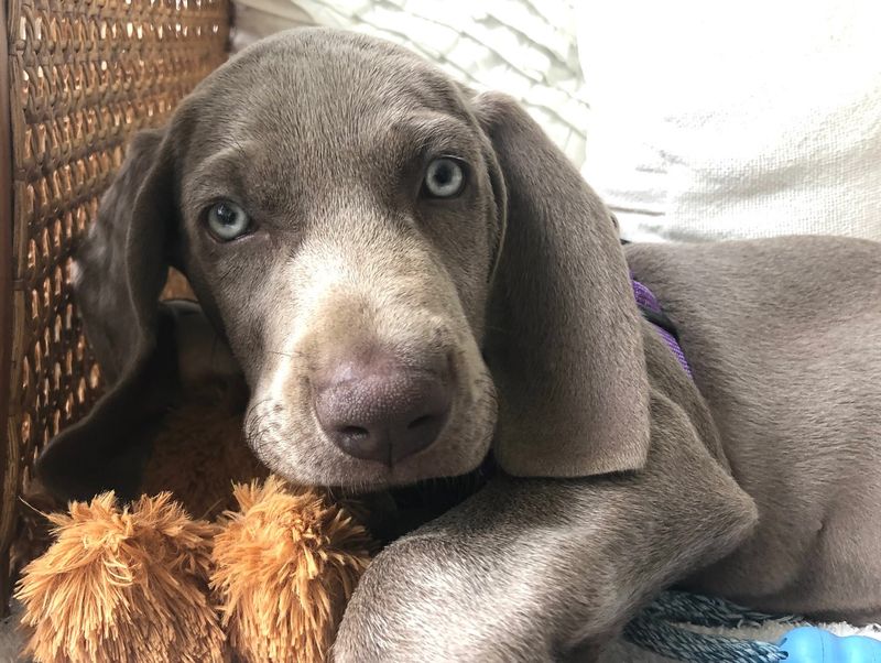 Weimaraner