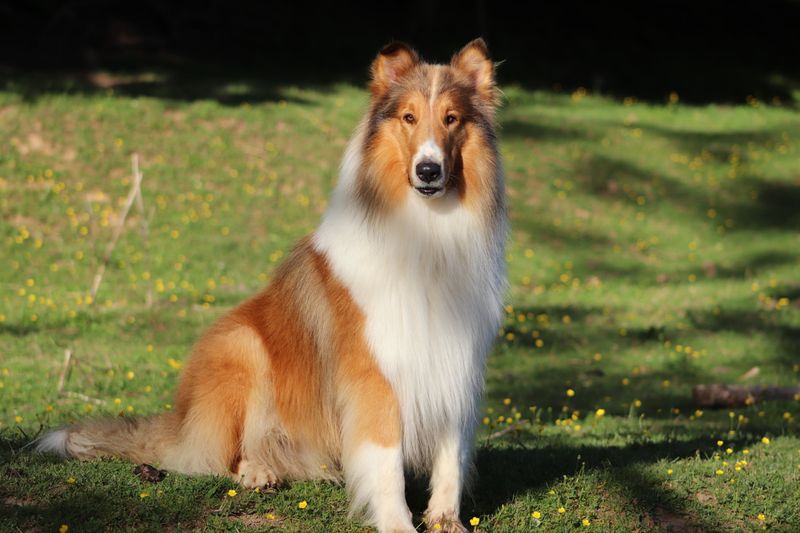 Collie