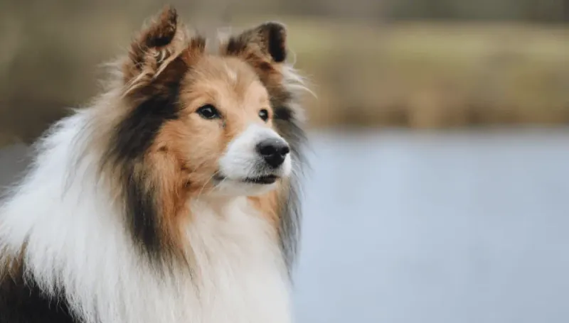 Shetland Sheepdog