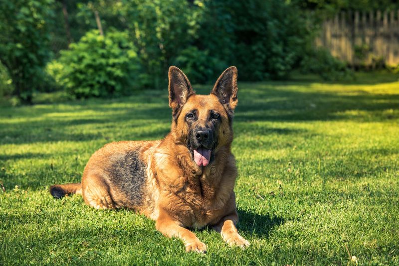 German Shepherd