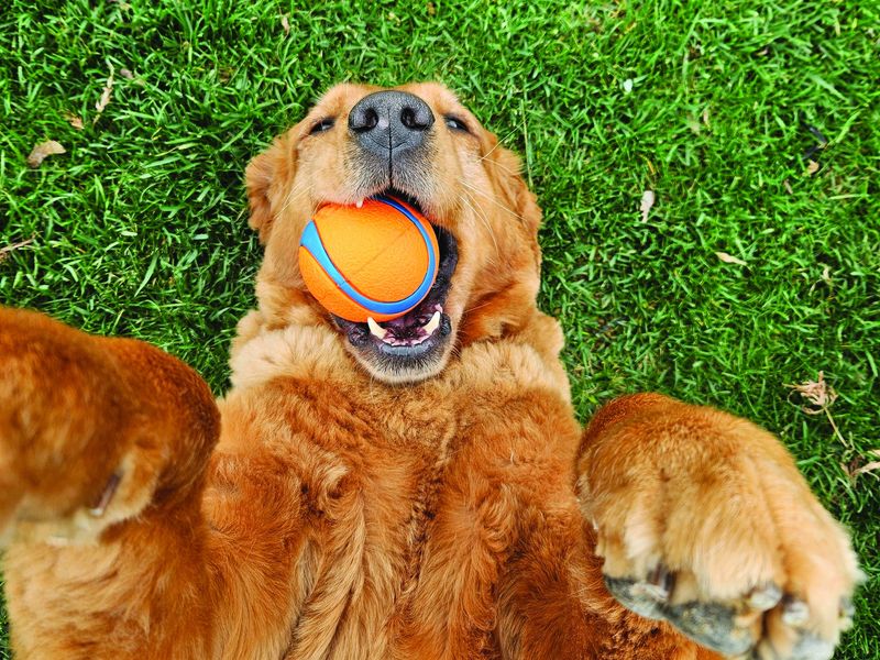 Golden Retriever