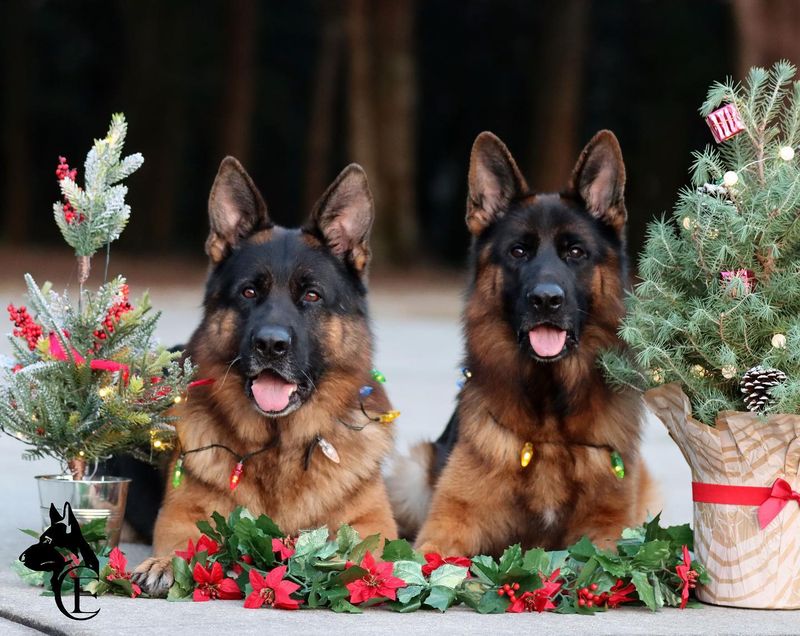 German Shepherd