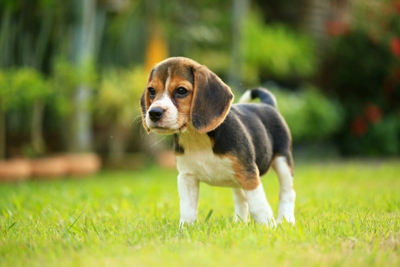 Beagle