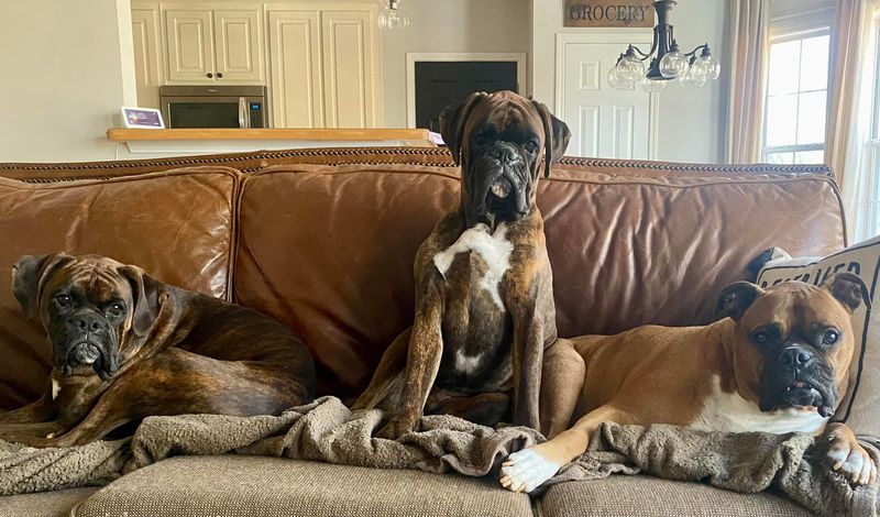 Boxer