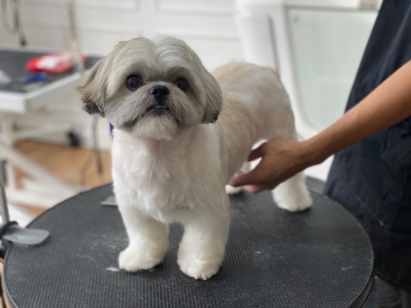Shih Tzu