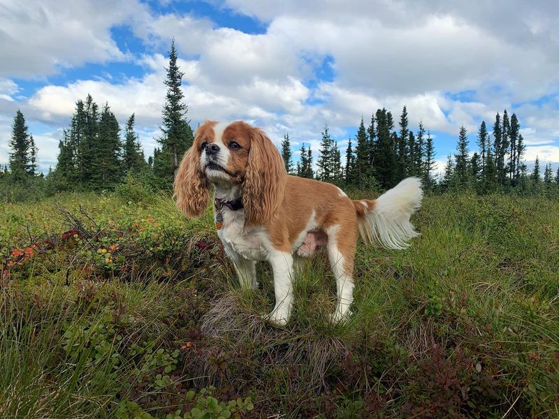 Cavalier King Charles Spaniel