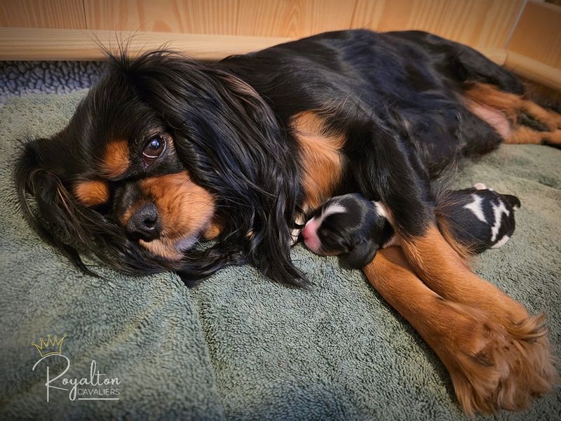 Cavalier King Charles Spaniel