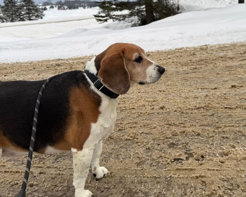 Beagle