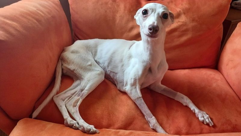Italian Greyhound