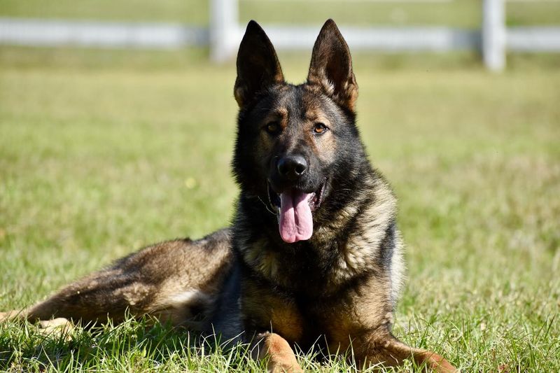 German Shepherd