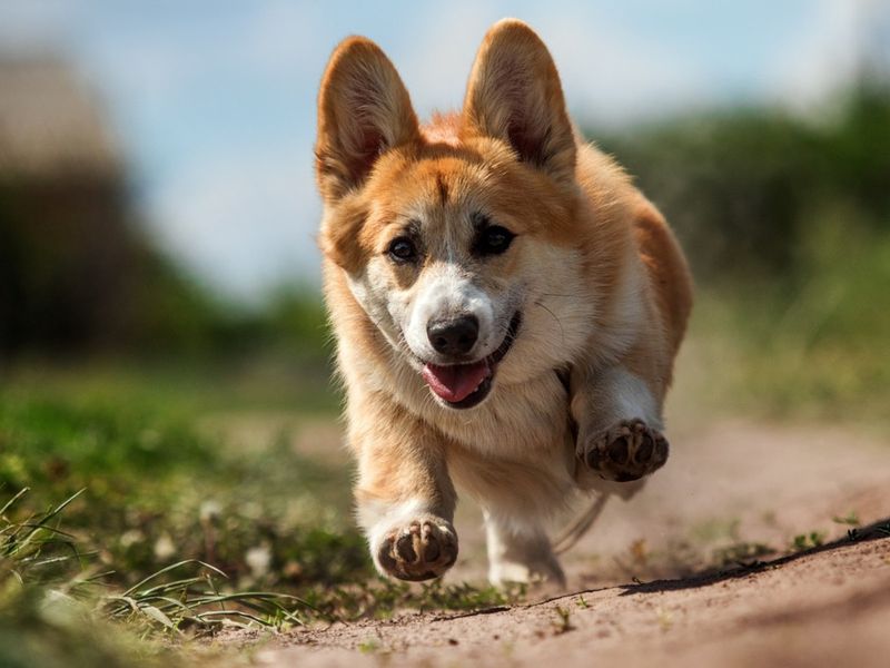 Pembroke Welsh Corgi