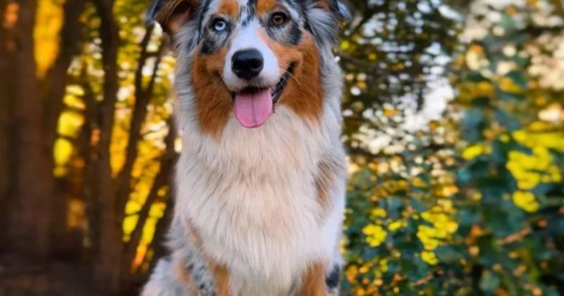Australian Shepherd