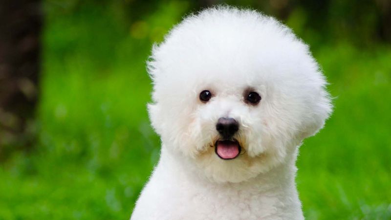 Bichon Frise