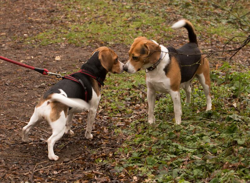 Beagle