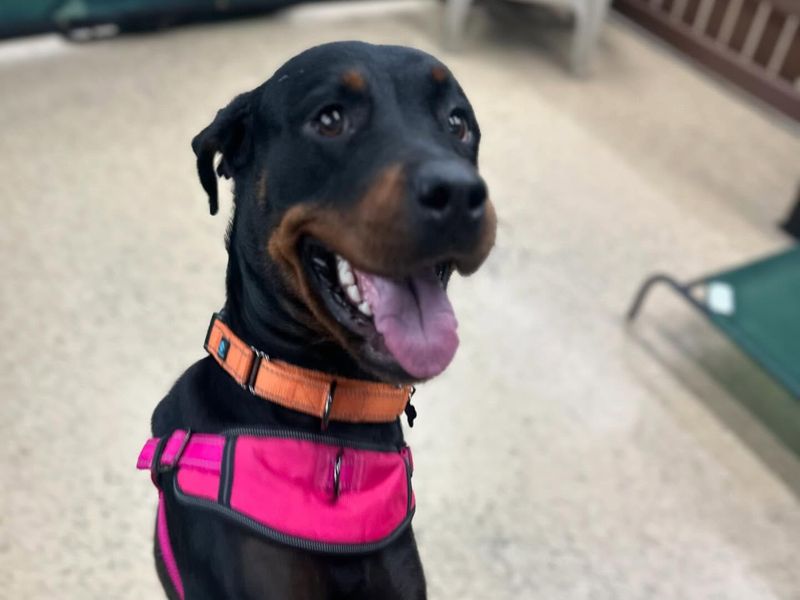 Rottweiler