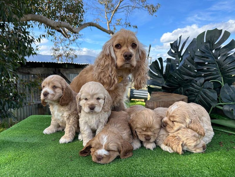 Cocker Spaniel