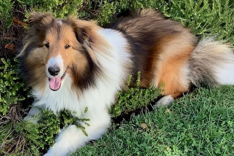Shetland Sheepdog